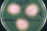메인F. oxysporum colonies on Sabouraud with chloranphenicol agar..jpg